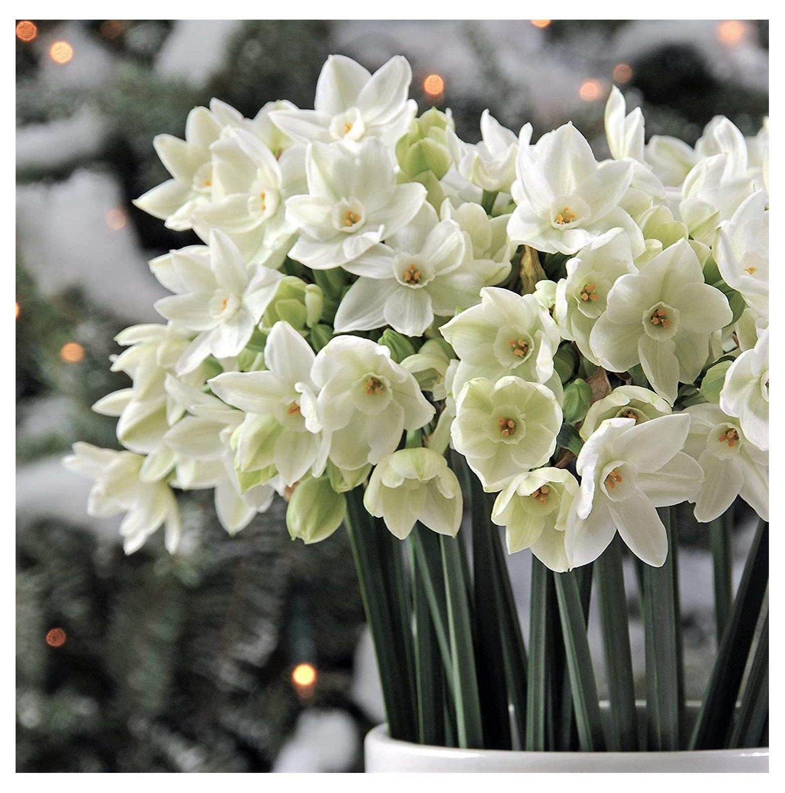 50 Ziva Paperwhite Bulbs Fast Flowering Indoor s Largest Bulbs