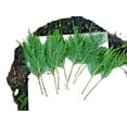 50+ free Leyland Cypress Tree fresh Cuttings Fast Growing evergreen