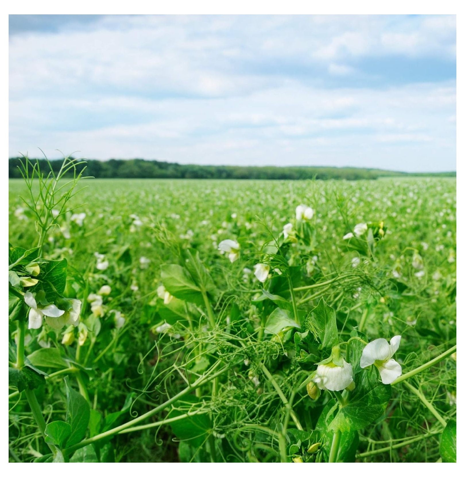 50 lb. Spring Forage Peas Cover Crop & Forage Legume Seed