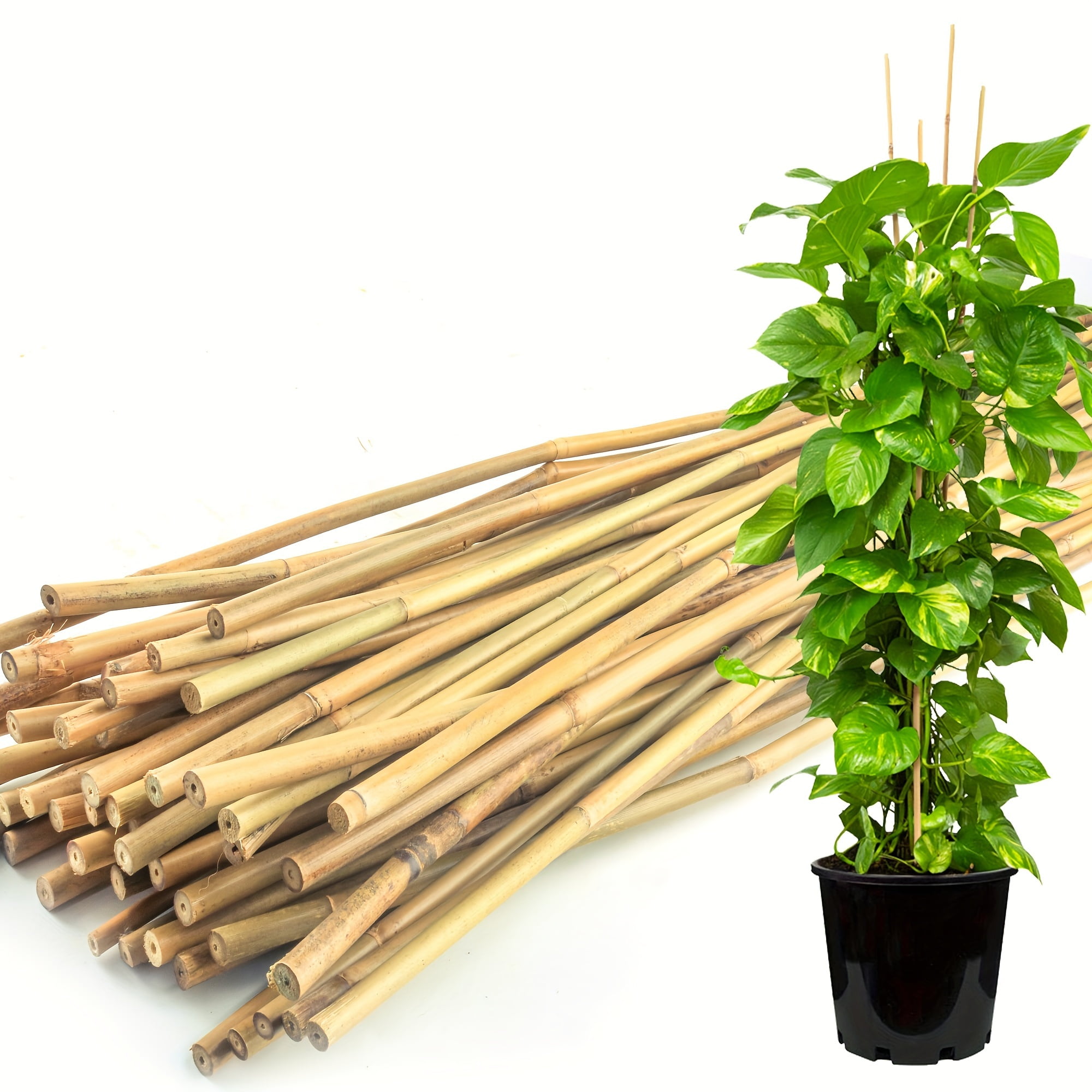 50 pcs natural bamboo plant stakes, 48 inch bamboo stick garden support stakes, suitable for
