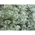 500 ABSINTHE WORMWOOD Common Artemisia Absinthium Green Ginger Herb