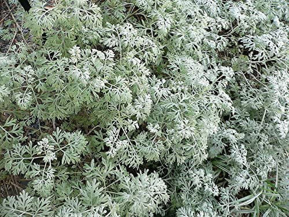 Sweet Wormwood Seeds Artemisia Annua, Sweet Annie Fragrant Low Maintenance  Drought Tolerant Attracts Bees Butterflies & Hummingbirds Ornamental Garden