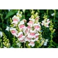 thumbnail image 1 of 500 APPLE BLOSSOM SNAPDRAGON Antirrhinum Majus Appleblossom Pink Coral White Yellow Flower Seeds, 1 of 3
