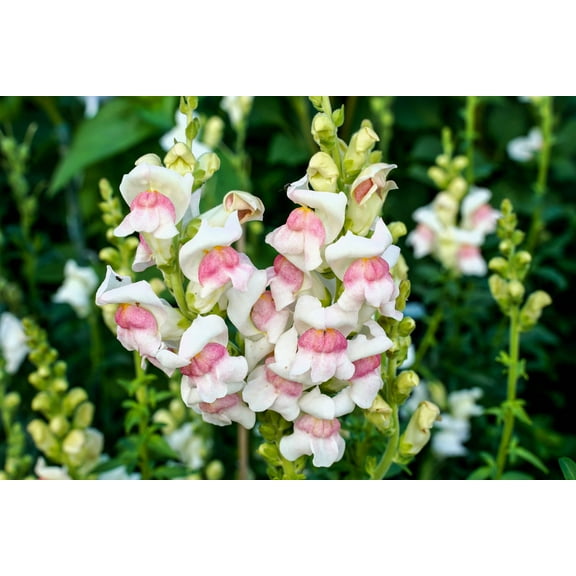500 APPLE BLOSSOM SNAPDRAGON Antirrhinum Majus Appleblossom Pink Coral White Yellow Flower Seeds