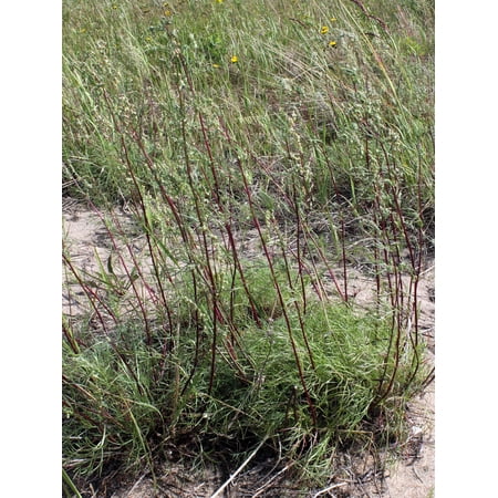 500 BEACH WORMWOOD Artemisia Caudata Silvermound Red Sagewort Herb Flower Seeds