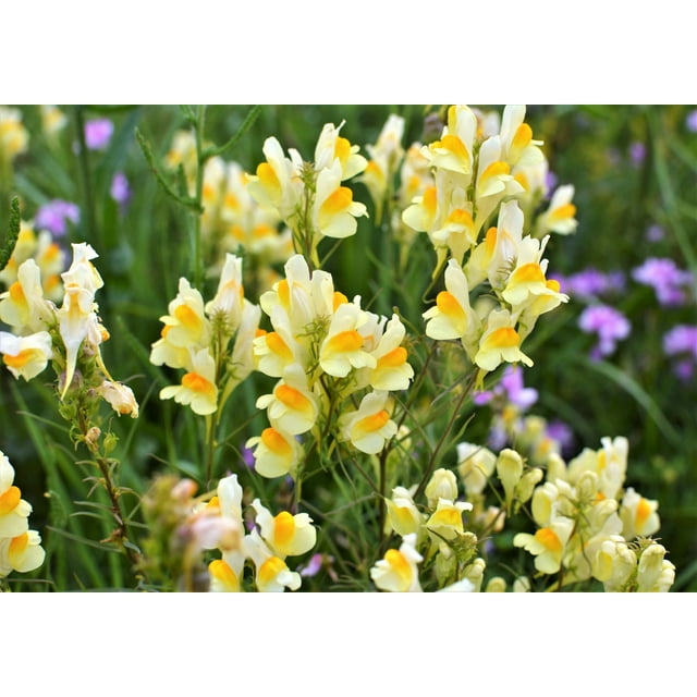 500 BUTTER & EGGS TOADFLAX Linaria Vulgaris Wild Snapdragon Bicolor