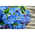 thumbnail image 1 of 500 Blue FORGET ME NOT Myosotis Sylvatica Shade or Sun Perennial Flower Seeds, 1 of 9