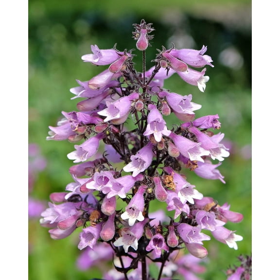 500 CALICO BEARDTONGUE (Smooth Beardtongue / Eastern Beardtongue) Penstemon Calycosus Flower Seeds