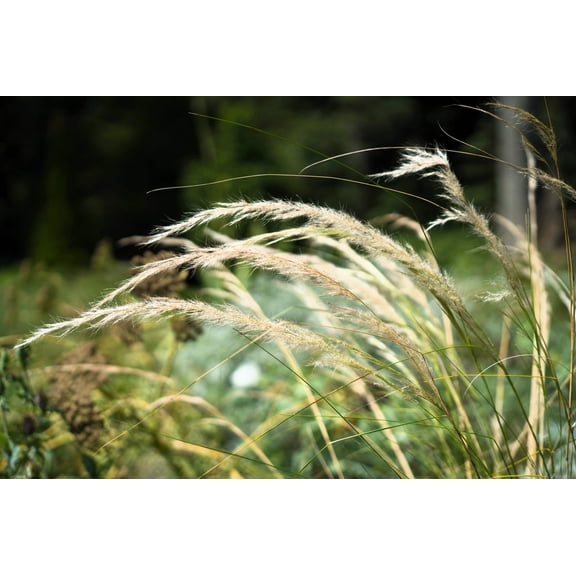500 CANADIAN RYE Elymus Canadensis Grain Grazing Grass Ground Cover Seeds