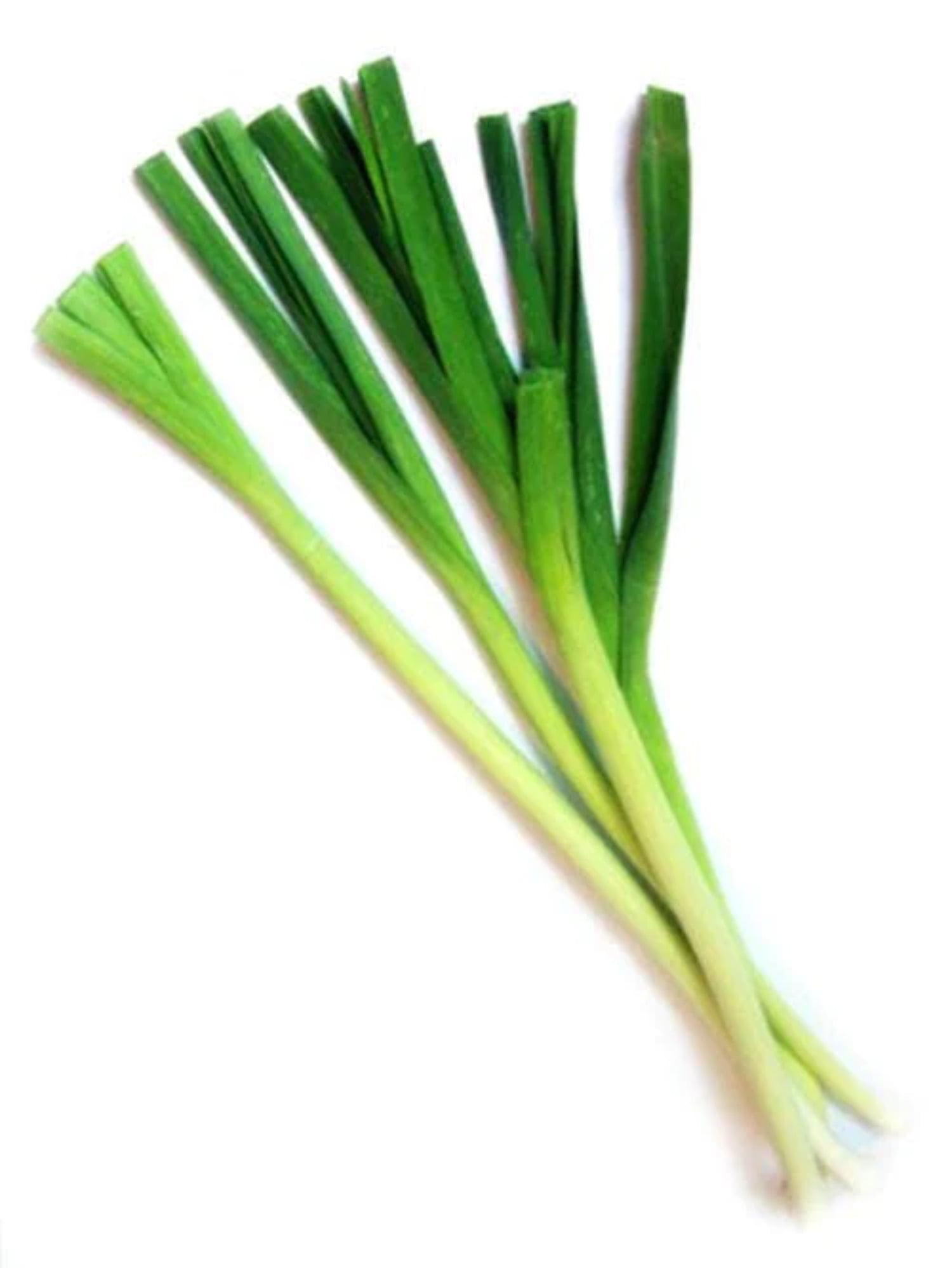 500 CHINESE LEEK (Oriental Garlic / Garlic Chives / Chinese Chives