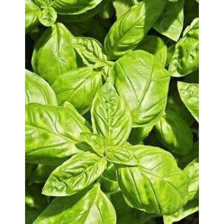 500 CLOVE BASIL Ocimum Basilicum Herb Flower Seeds