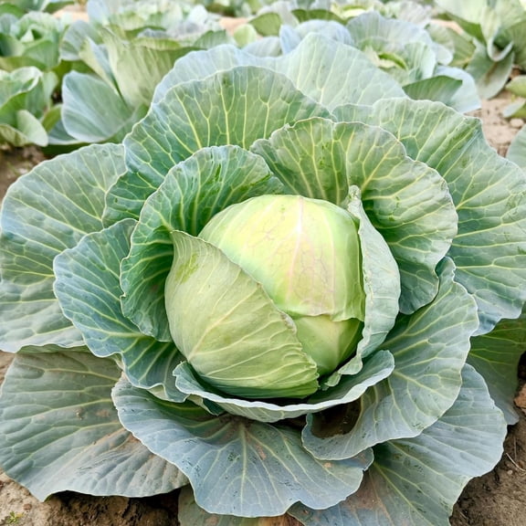 500 Cabbage Seeds, Head Cabbage Seeds, Green Vegetable for Planting, Ready ro Grow Containers and Outdoor Growing