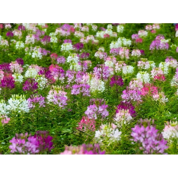 500 Cleome Seeds - Spider Flower - Nectar Plant for Monarch Butterflies - Approximately 500 Seeds
