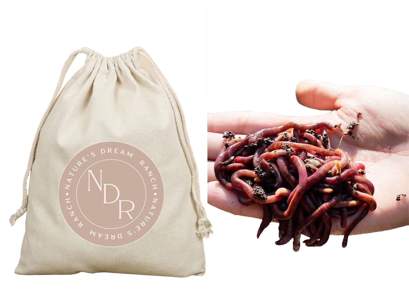 500+ Count Live Red Wiggler Earthworms for Composting, Pet Feed, Fishing, Education, and Soil