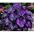 thumbnail image 1 of 500 Count，Rare, Candy-Colored Mixed Hosta Seeds ， Easy to Grow, Cold-Hardy, Self-Seeding, and Abundant; Ideal for Indoor and Outdoor Landscaping & Gardening., 1 of 5
