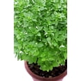 thumbnail image 1 of 500 DWARF GREEK BASIL Ocimum Basilicum Fragrant Spicy Small Bright Green Leaf Herb Seeds, 1 of 10