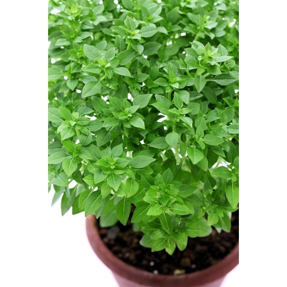 500 DWARF GREEK BASIL Ocimum Basilicum Fragrant Spicy Small Bright Green Leaf Herb Seeds