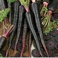 thumbnail image 1 of 500+ Exotic Black Nebula Carrot Seeds to Grow - Daucus carota - Colorful Edible Vegetables. Made in USA, 1 of 4