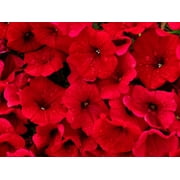 500 Fire Chief RED PETUNIA Nana Compacta Sun Annual AAS Winner Fragrant Hummingbird Flower Seeds