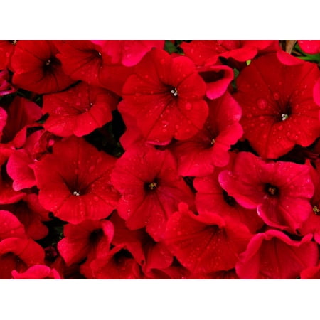 500 Fire Chief RED PETUNIA Nana Compacta Sun Annual AAS Winner Fragrant Hummingbird Flower Seeds