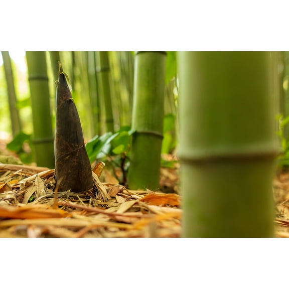 500+ Fresh Giant Bamboo Seeds for Planting - Quick Growth and Winter Hardy Privacy Screen, Good for Environment