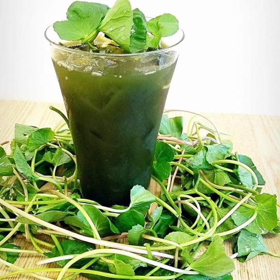 500 Green Gotu Kola Seeds - Hat Rau Ma - Big Leaf Seed Centella Asiatica Vegetable Indian Pennywort| Non-GMO | Organic | Heirloom [Mai's Family]