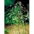 thumbnail image 1 of 500 INDIAN RICEGRASS Nezpar Oryzopsis Hymenoides Stipa Sand Rice Grass Millet Grain Seeds, 1 of 10
