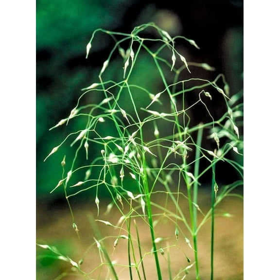 500 INDIAN RICEGRASS Nezpar Oryzopsis Hymenoides Stipa Sand Rice Grass Millet Grain Seeds