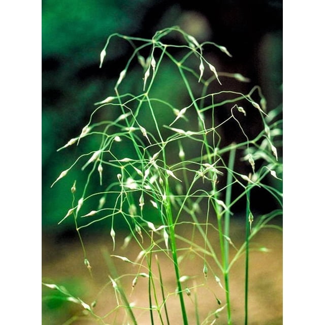 Bush Rice Grass 500 INDIAN RICEGRASS Nezpar Oryzopsis Hymenoides Stipa Sand Rice Grass ...