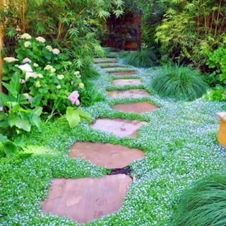 Ground Level Directory Irish Moss Seeds for Planting, Low Growing Ground Cover Seeds for ...
