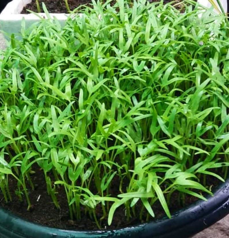 500+ Kangkong SeedsITSC - Rau Muong- Kong Xin CAI- Ong Choy Seeds for Planting- Vegetable Seeds for Yard & Garden Made in USA | Non-GMO | Heirloom | Organic | 95% Germination Rate