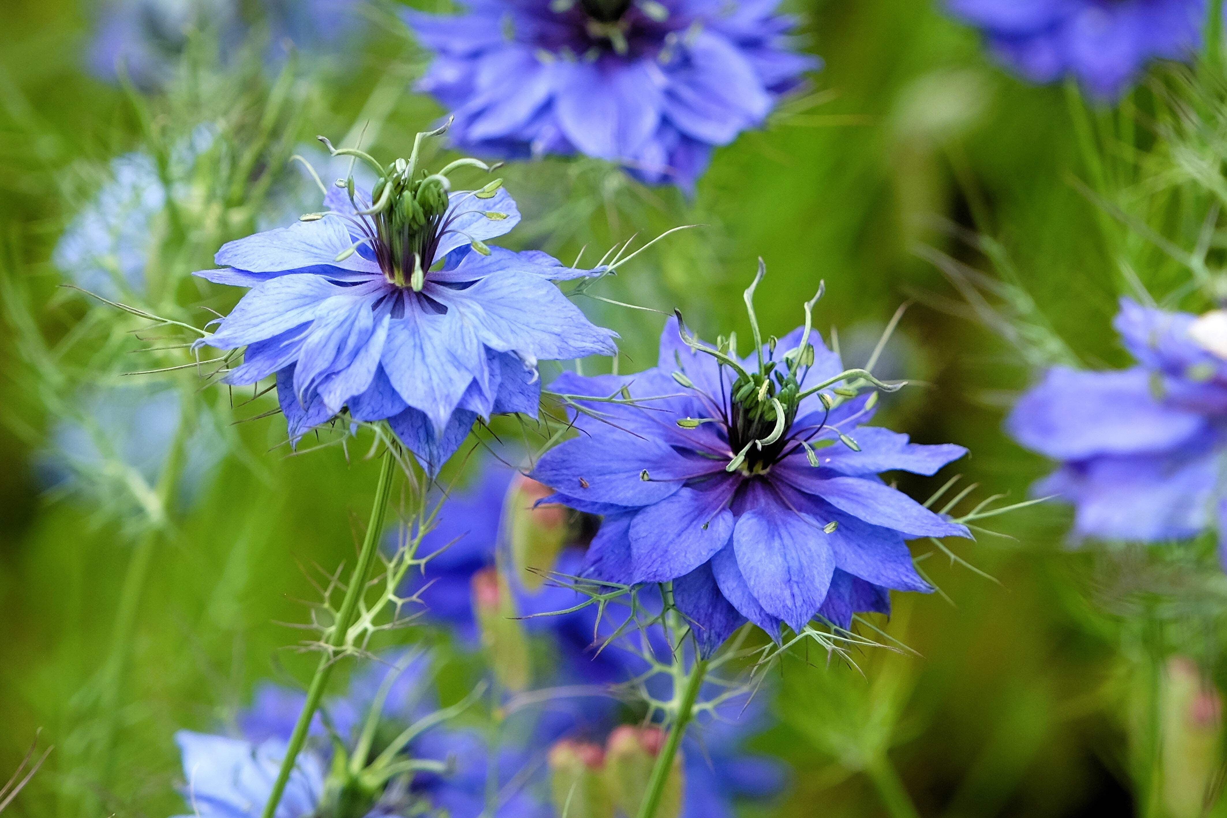 Love In A Mist Miss Jekyll Flower Seeds