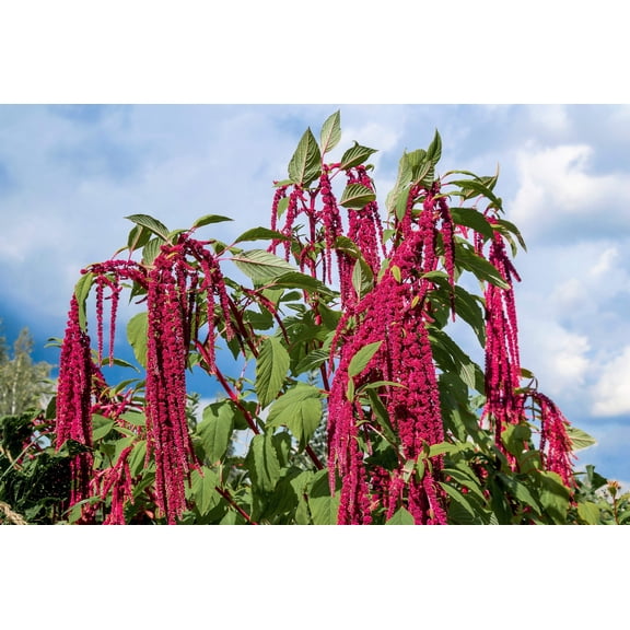 500 LOVE LIES BLEEDING Amaranthus Caudatus (Kiss Me Over The Garden Gate) Flower Seeds