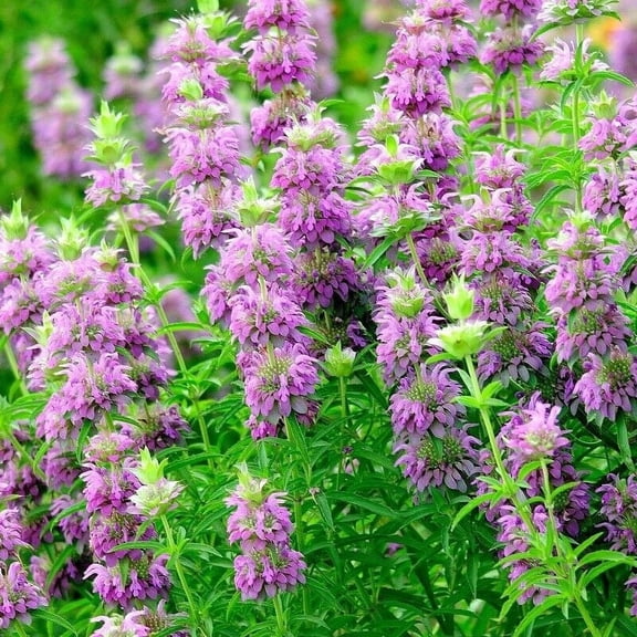 500+ Lemon Mint Seeds | Non-GMO Heirloom | Medicinal Herb Garden Seeds USA
