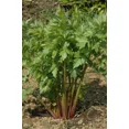 thumbnail image 1 of 500 Lovage Seeds ~ Levisticum officinale ~ Non-GMO Heirloom Lovage, 1 of 1
