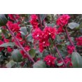 thumbnail image 1 of 500 MIXED ELEGANT CLARKIA Mountain Garland Elegans Pink Purple Red Mix Flower Seeds, 1 of 9