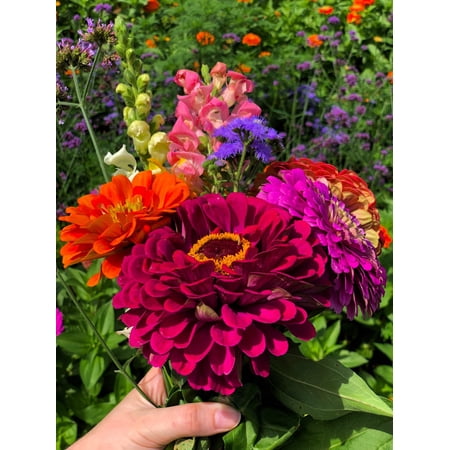 500 Mixed Colors CALIFORNIA GIANT ZINNIA Elegans Flower Seeds
