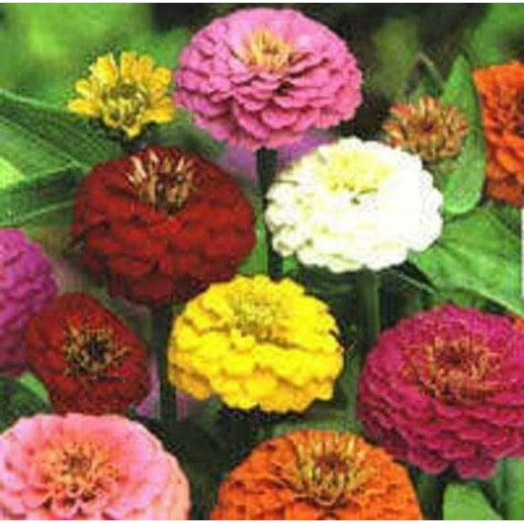 500 Mixed Colors CALIFORNIA GIANT ZINNIA Elegans Flower Seeds