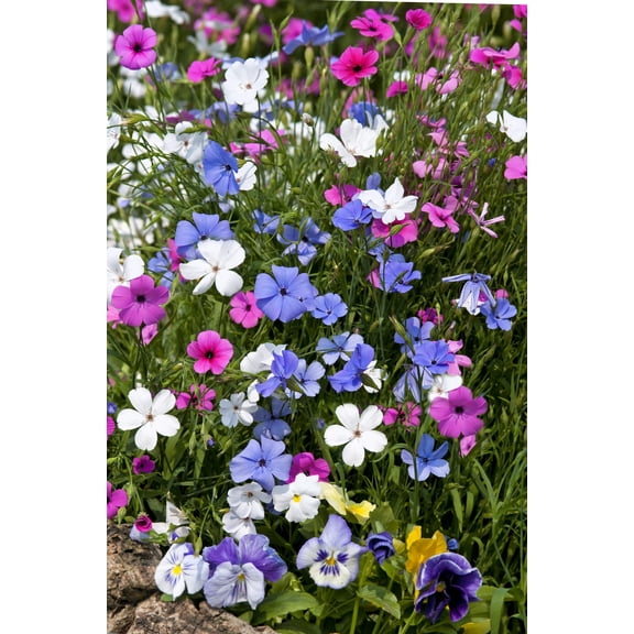 500 Oculata MIXED COLORS VISCARIA (Rose of Heaven / Rose Angel) Silene Coeli-Rosa Flower Seeds