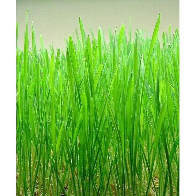 500 Organic Cat Grass Wheatgrass Seeds Kitty Planting Triticum