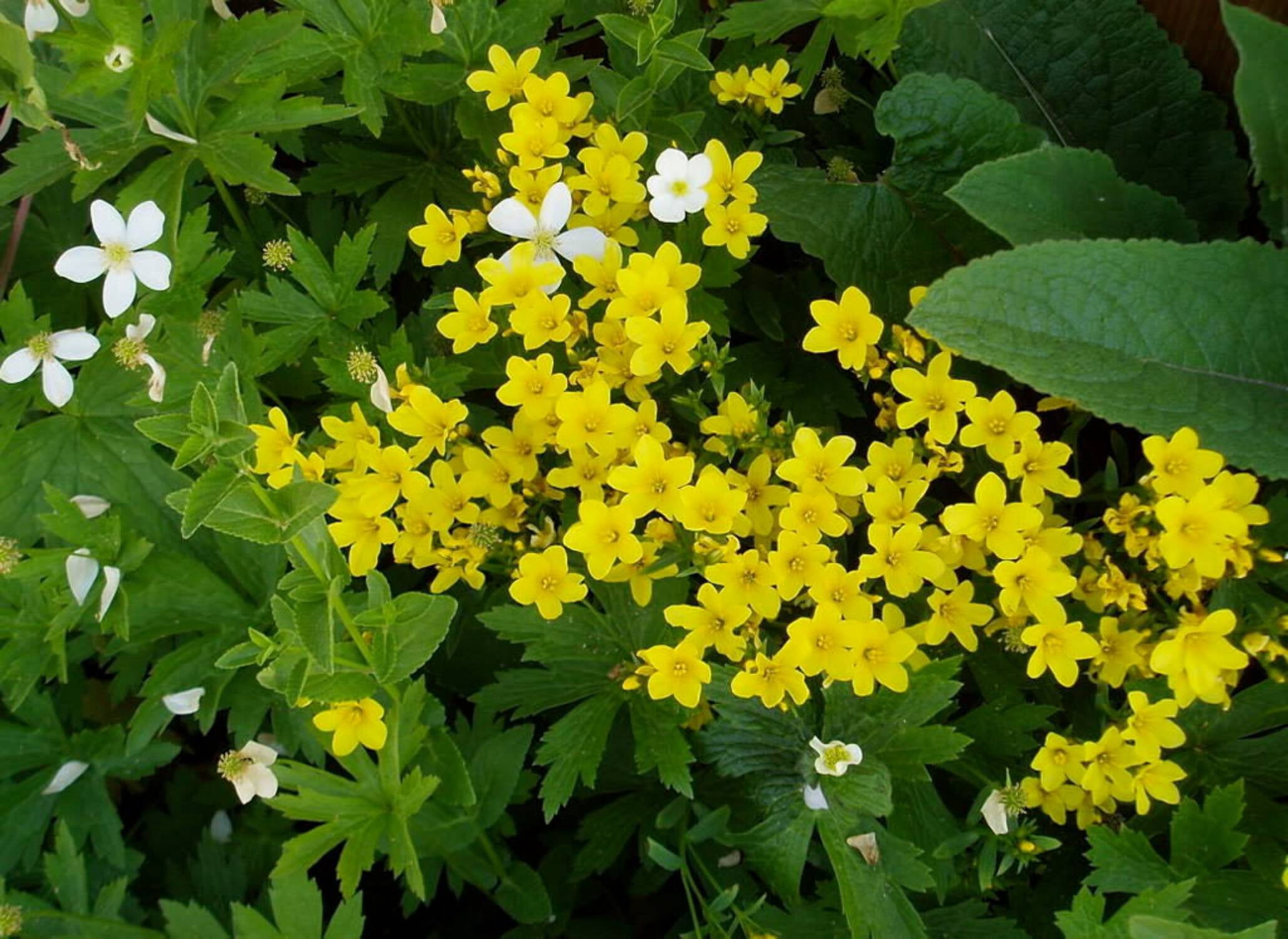 500 Organic GOLDEN FLAX Yellow Linseed Common Linum Flavum Flower Seeds ...