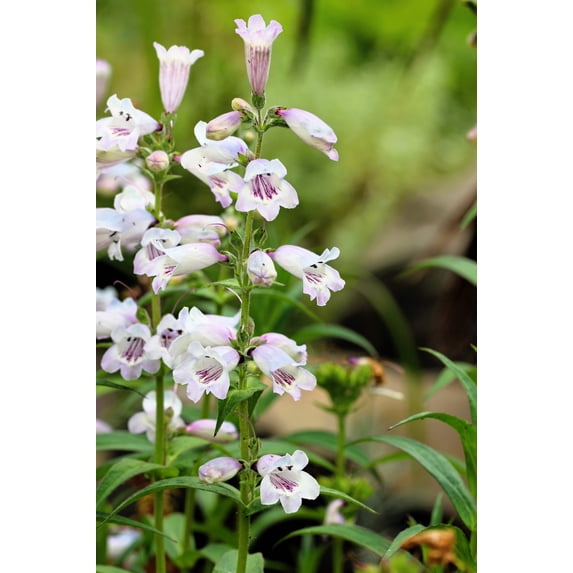 500 PALE BEARDTONGUE Penstemon Pallidus Flower Seeds