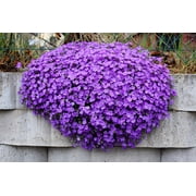 500 PURPLE ROCKCRESS Rock Cress Aubrieta Deltoidea Flower Seeds