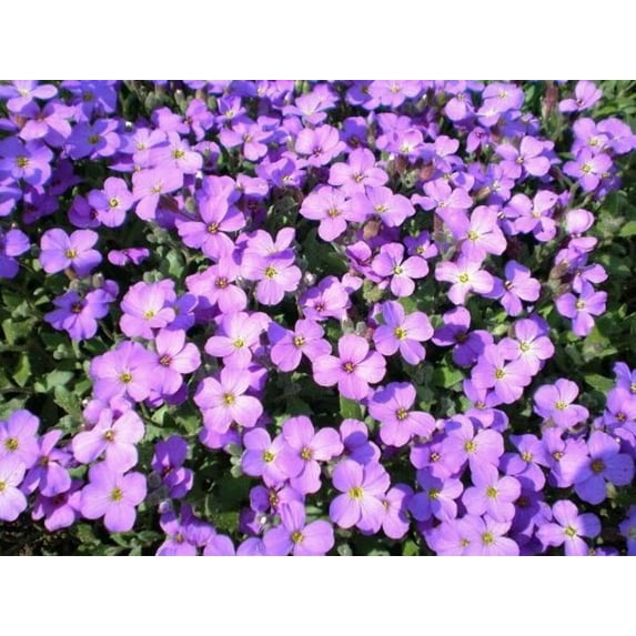 500 PURPLE ROCKCRESS Rock Cress Aubrieta Deltoidea Flower Seeds