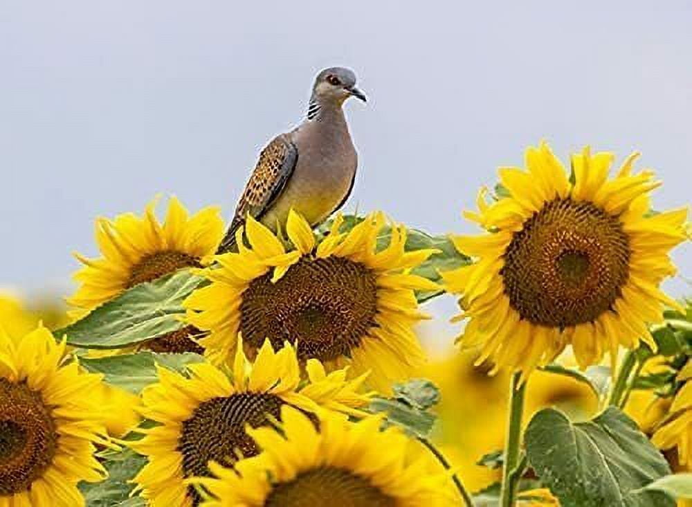 500 Peredovik Sunflower Seeds for Planting Attract Doves and Other