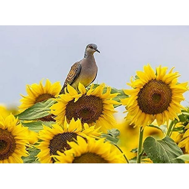 500 Peredovik Sunflower Seeds for Planting Attract Doves and Other Birds