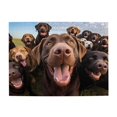 thumbnail image 1 of 500-Piece Wooden Jigsaw Puzzle for Adults - Dogs Pack Close Up Happy , Fun & Challenging Brain Teaser, Stylish Home Decor & Unique Gift, 1 of 7