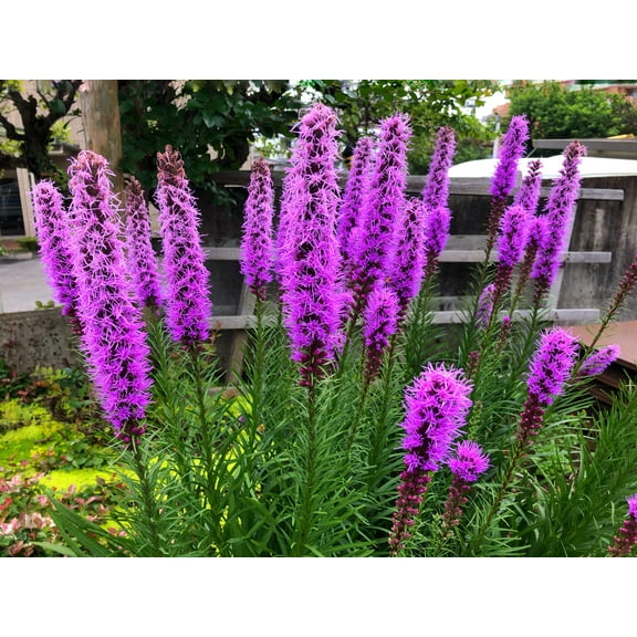 500 Purple BLAZING STAR Gayfeather LIATRIS Spicata Flower Seeds