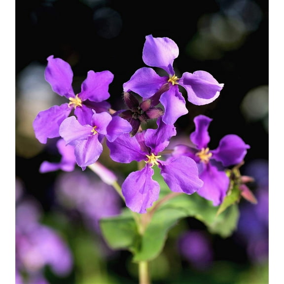500 Purple FEBRUARY ORCHID Violet Cress Orychophragmus Violaceus 2" Flower Edible Vegetable Seeds