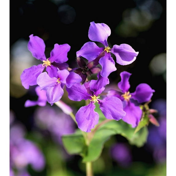 500 Purple FEBRUARY ORCHID Violet Cress Orychophragmus Violaceus 2" Flower Edible Vegetable Seeds